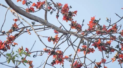 Squirrel is finding a food Stock Footage 47792291