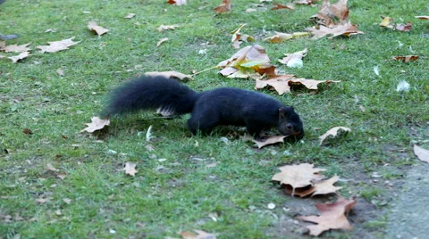 Squirrel finding food on the ground Stock Footage 56023152