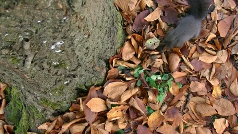 Squirrel finding a nut in autumn leaves at tree base Stock Footage 315213067