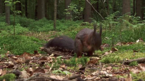 Squirrel finding a nut on the forest floor Stock Footage 324796883