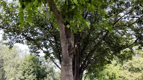 Squirrel finding way out on a tree Stock Footage 226199018