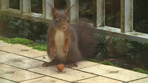 Squirrel finds hazelnut Stock Footage 574530
