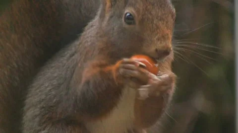 Squirrel finds hazelnut Stock Footage 574535