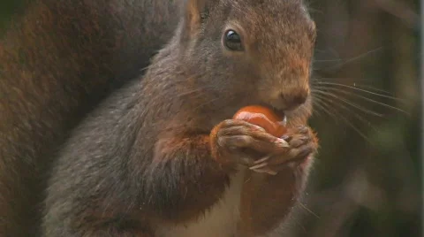 Squirrel finds hazelnut Stock Footage 574540