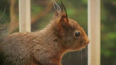 Squirrel finds hazelnut Stock Footage