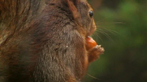 Squirrel finds hazelnut Stock Footage 592350