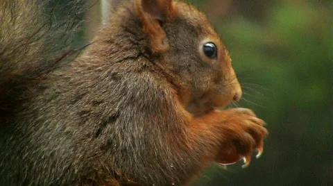 Squirrel finds hazelnut Stock Footage 595709