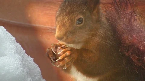 Squirrel finds hazelnut Stock Footage 4374972