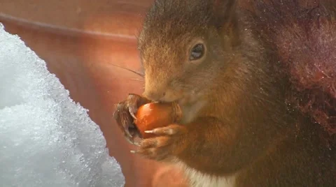 Squirrel finds hazelnut Stock Footage 4376212