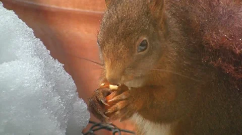 Squirrel finds hazelnut Stock Footage 4378235