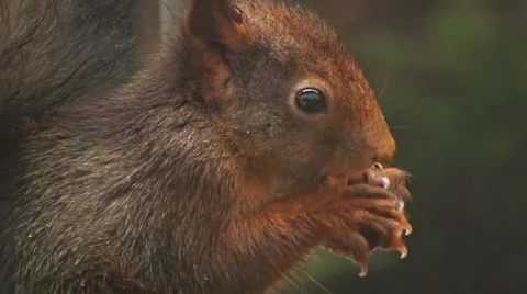 Squirrel finds hazelnut Stock Footage 4379785
