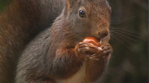 Squirrel finds hazelnut Stock Footage 4380414