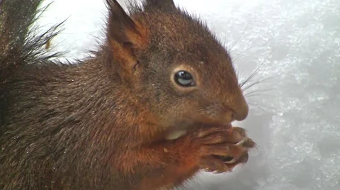 Squirrel finds hazelnut Stock Footage 4382065