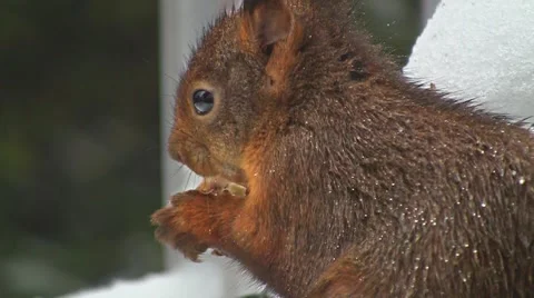 Squirrel finds hazelnut Stock Footage 4382875