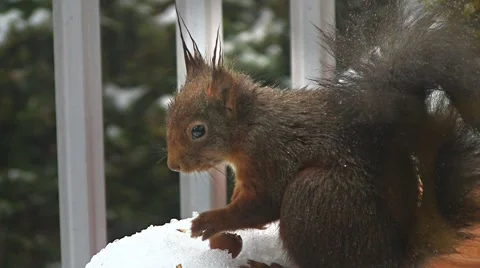 Squirrel finds hazelnut Stock Footage 4383969