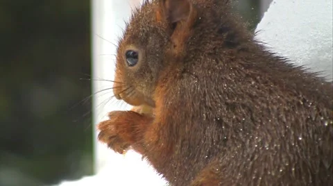 Squirrel finds hazelnut Stock Footage 4385041