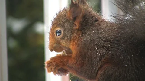 Squirrel finds hazelnut Stock Footage 4393835