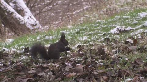 Squirrel finds nut between fallen leaves Stock Footage 300368537