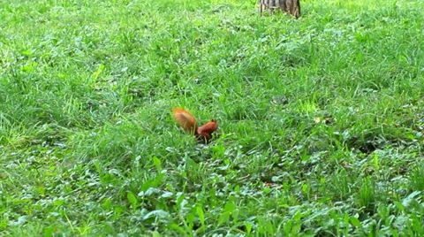 Squirrel Finds Nut Video stock 39145345