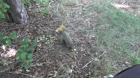 Squirrel finds a Nut Stock Footage 138673835