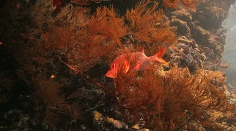Squirrel fish hidden on the black coral Stock Footage 22642941