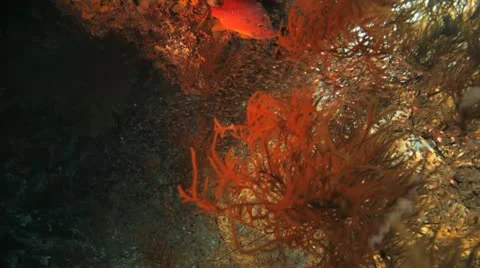 Squirrel fish hidden on the black coral and shoal of glass fish Stock Footage 22643133