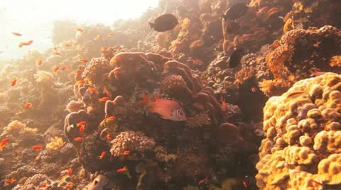 Squirrel fish resting at the reef 库存影片 22638520