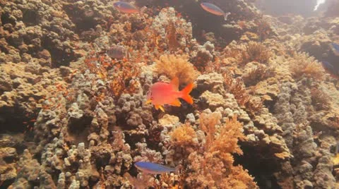 Squirrel fish resting at the reef 動画素材 22642914