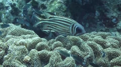 Squirrel fish sitting above brain coral Video stock 33108064