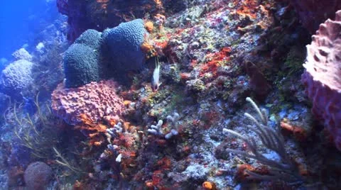 Squirrel fish,coral reef Vidéo 12547185