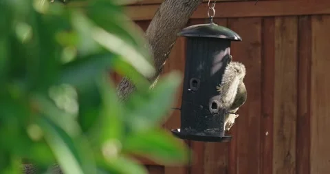 Squirrel Flipping Upside Down on Bird Feeder Stock Footage 332322223