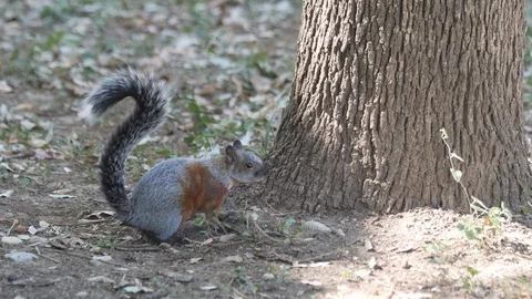 Squirrel on the floor in the forest Video stock 119123951