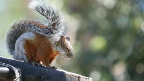 Squirrel on the floor in the forest Vídeo Stock 119124051