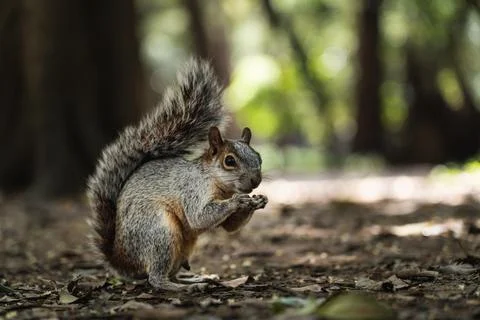 A squirrel on the floor Stock Photos
