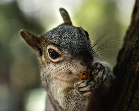 A squirrel on the floor Stock Photos