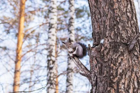 A squirrel with a fluffy red tail sits on a thick tree. Stock Photos