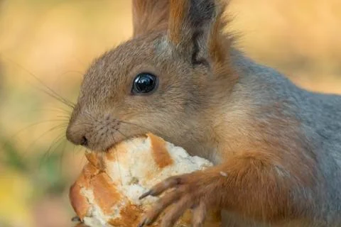 A squirrel with a fluffy tail eat bread. Small rodent eats close-up. Zoology, Stock Photos