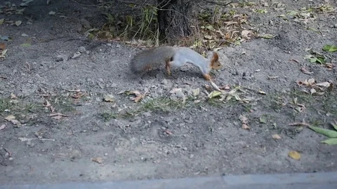 Squirrel with a fluffy tail jumps on the ground in an autumn park. slowmotion Stock Footage 81631043