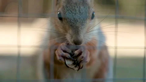 Squirrel with a fluffy tail nibbles a nut. Squirrel eats close-up. 動画素材 151655775