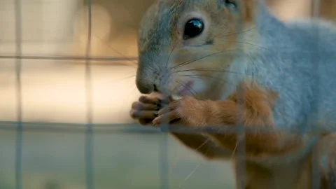 Squirrel with a fluffy tail nibbles a nut. Squirrel eats close-up. Stock Footage 151655786