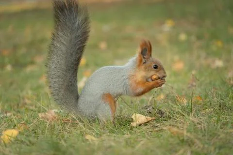 A squirrel with a fluffy tail nibbles nut. Wild nature, gray squirrel in the  스톡 사진