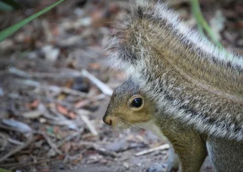 Squirrel with fluffy tail Stock Photos