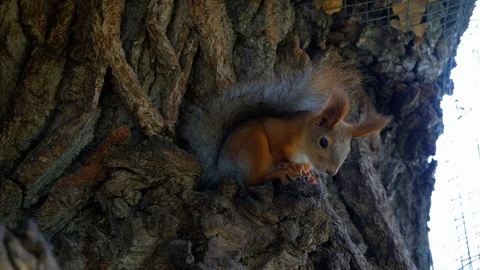 A squirrel with a fluffy tail sits in the shade on a tree. Squirrel on a tree Stock Footage 116486336