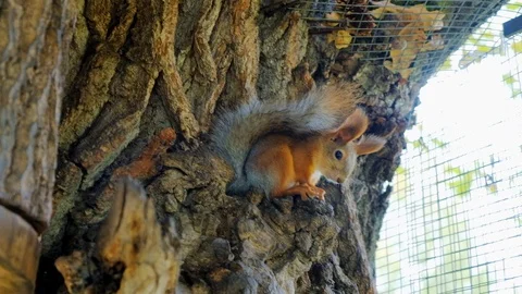 A squirrel with a fluffy tail sits in the shade on a tree. Squirrel on a tree Stock Footage 116486357