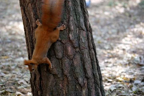 Squirrel with a fluffy tail on a tree Stock Photos