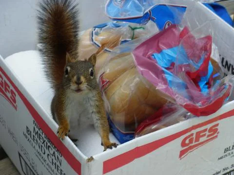 Squirrel In Food Stock Photos