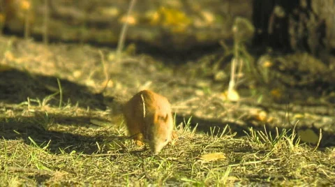Squirrel Stock Footage 284655