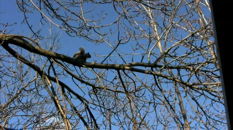 Squirrel Stock Footage 293173