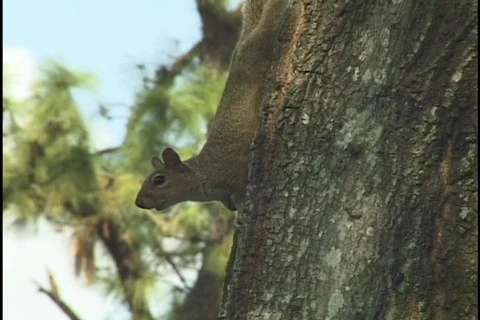 Squirrel Stock Footage 298410