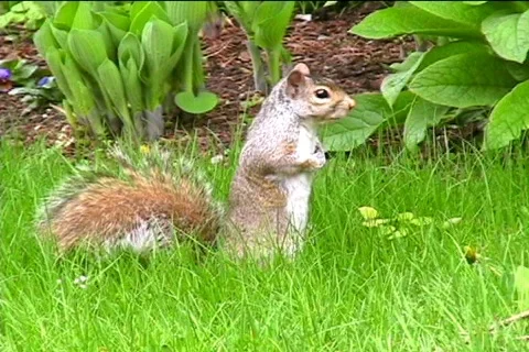 Squirrel Video stock 391041